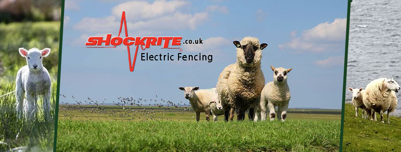 ShockRite Electric Fencing Sheep Farming Cover Photo